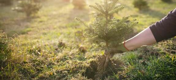 Worker plant a young tree in the garden. Small plantation for a christmas tree. Picea pungens and Abies nordmanniana. Spruce and fir.