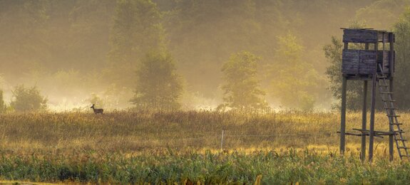 Hochsitz im Tal im Morgennebel mit Reh