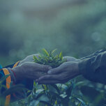 Two people hand each other a plant